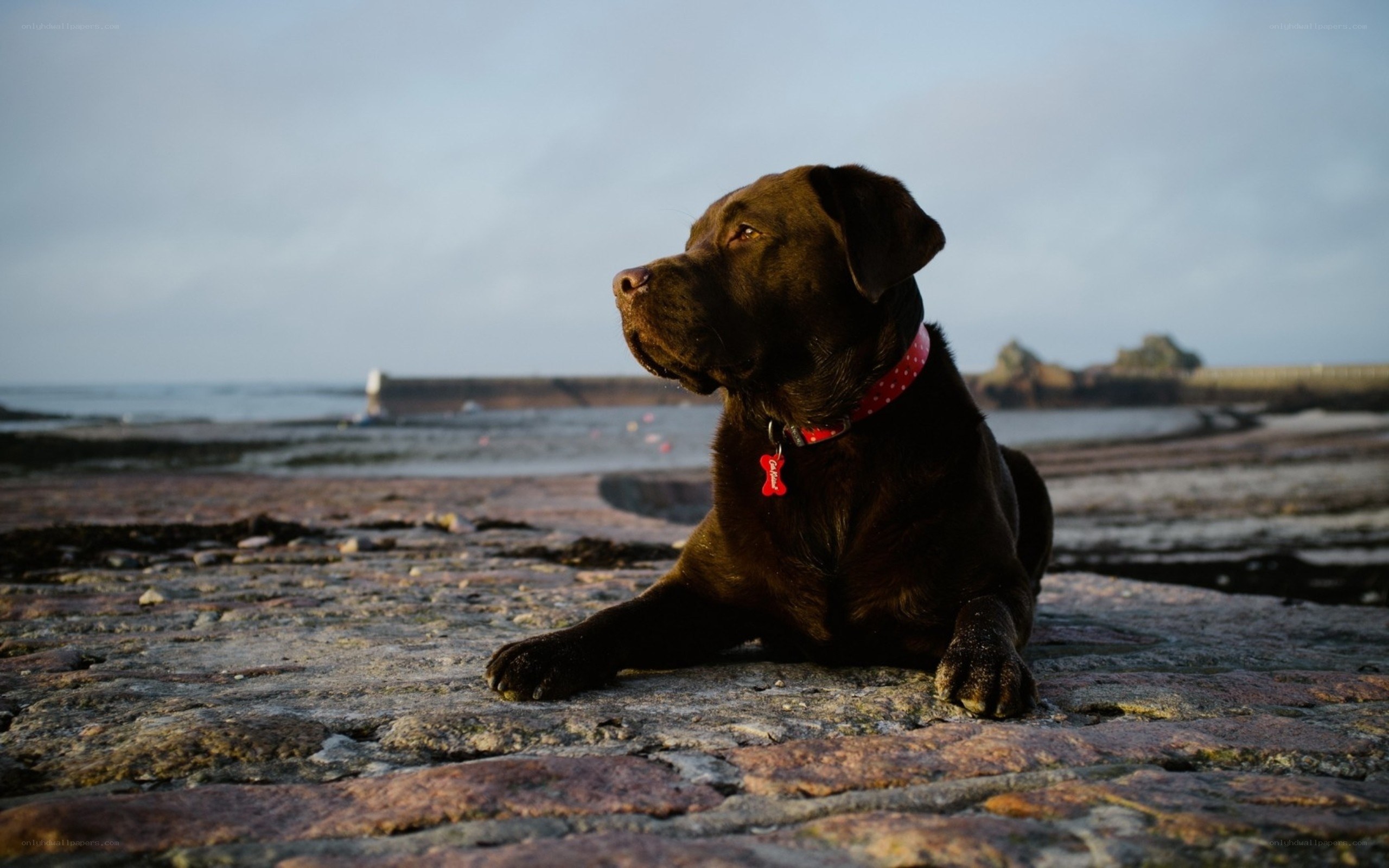 Chocolate lab on the beach