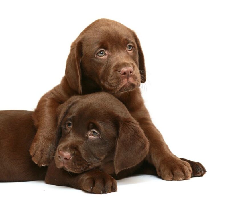 Chocolate Lab Puppies — Brown, Calm, Photograph