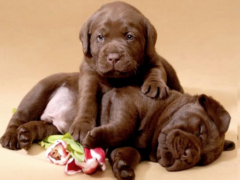 Chocolate Lab Puppies — Brown, Calm