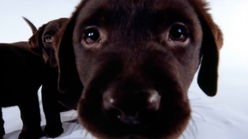 Chocolate Lab Puppies — Brown, Curious, Photograph