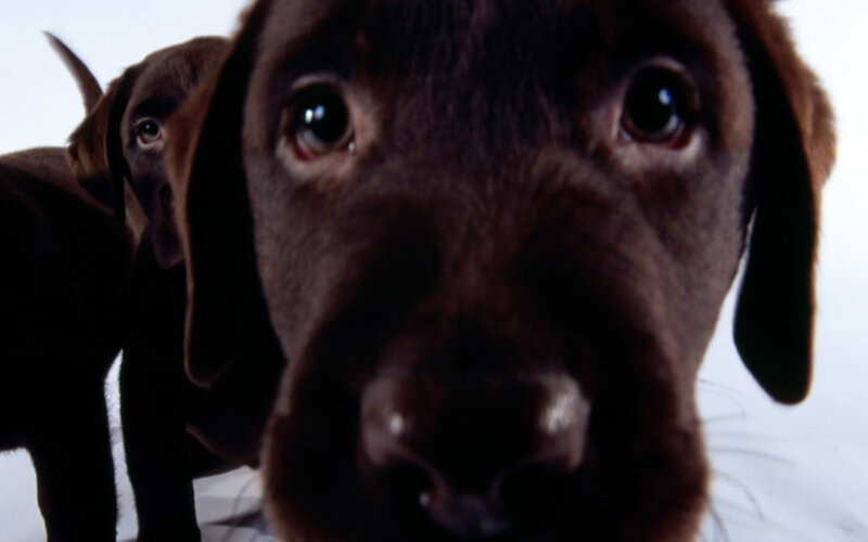 Chocolate Lab Puppies — Brown, Curious