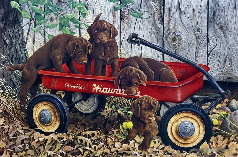 Chocolate Lab Puppies — Brown, Peaceful
