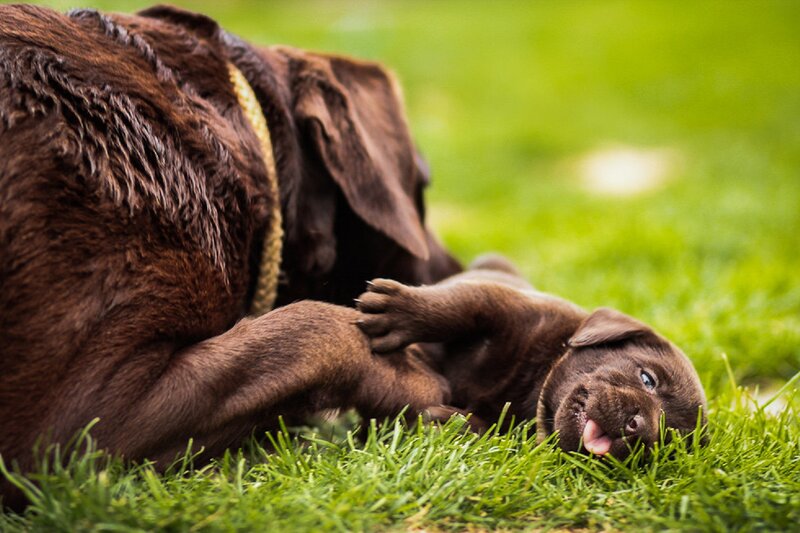 Chocolate Lab Puppies — Brown, Playful, Afternoon
