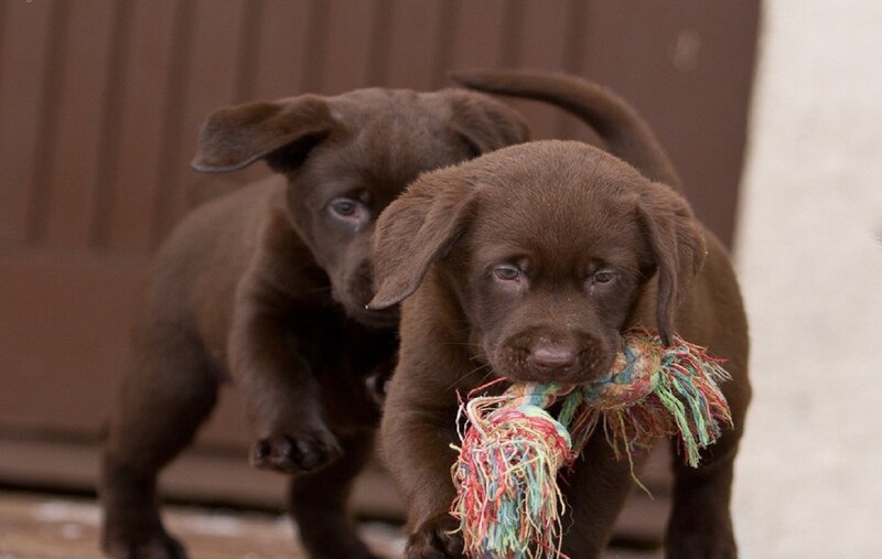 Chocolate Lab Puppies — Brown, Playful