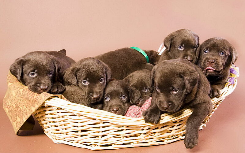Chocolate Lab Puppies