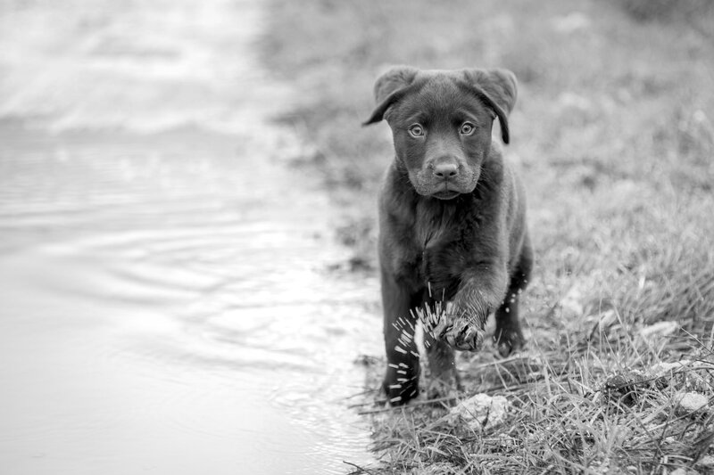 Chocolate Lab Puppy — Black, Calm