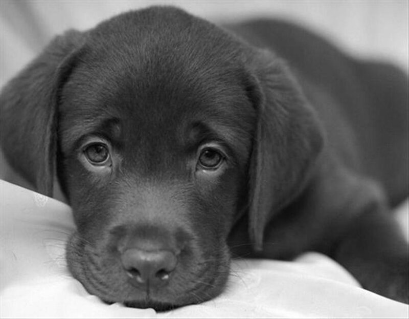 Chocolate Lab Puppy — Black