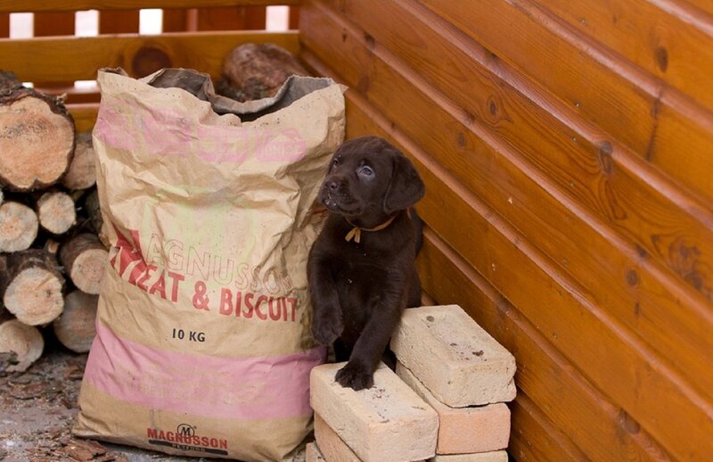 Chocolate Lab Puppy — Brown, Calm, Afternoon, Photograph, Bag