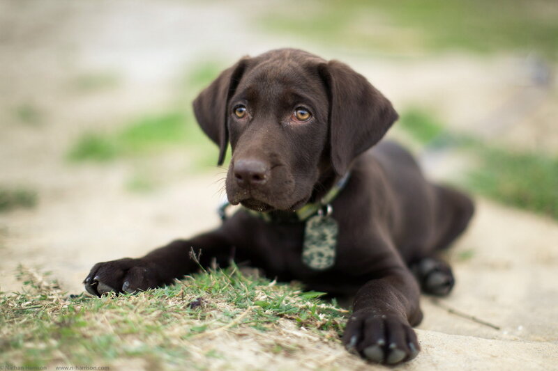Chocolate Lab Puppy — Brown, Calm, Afternoon, Photograph, Collar