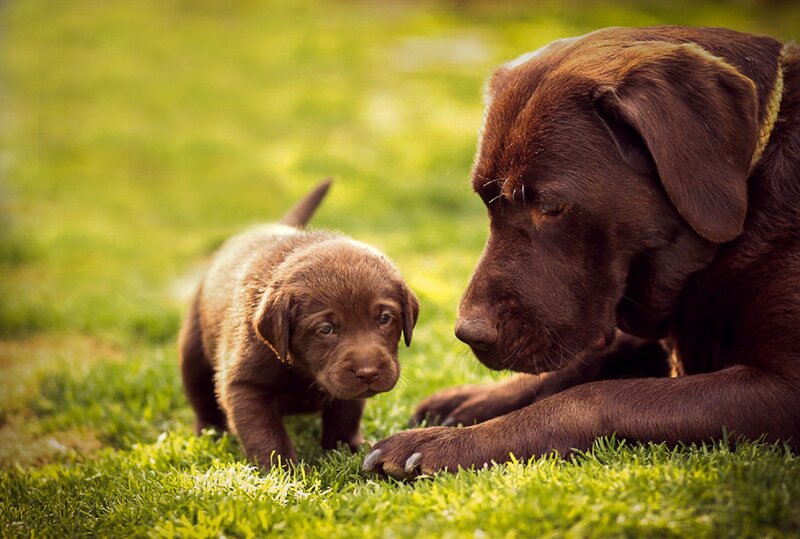 Chocolate Lab Puppy — Brown, Calm, Afternoon, Photograph, Dog