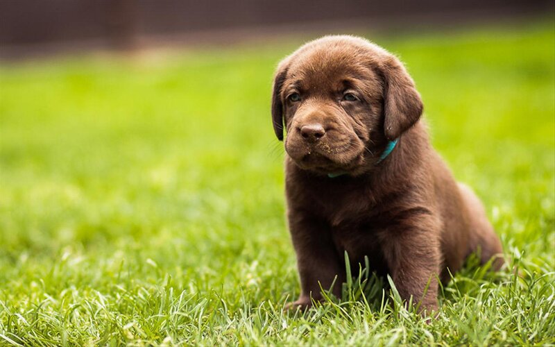 Chocolate Lab Puppy — Brown, Calm, Afternoon, Photograph, Grass, Collar