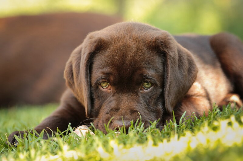 Chocolate Lab Puppy — Brown, Calm, Afternoon, Photograph, Grass, Paw