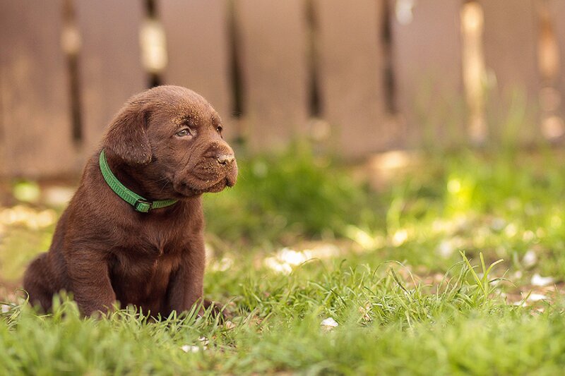 Chocolate Lab Puppy — Brown, Calm, Afternoon, Photograph, Green Collar