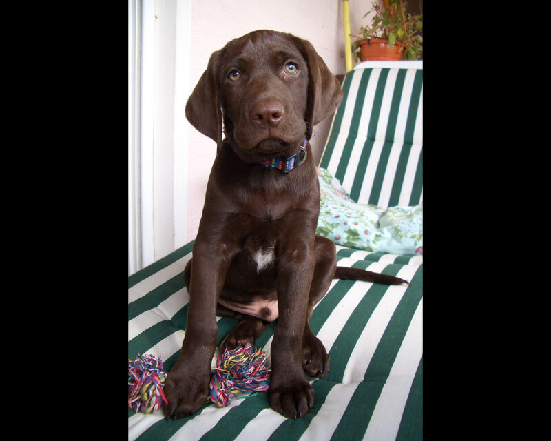 Chocolate Lab Puppy — Brown, Calm, Afternoon