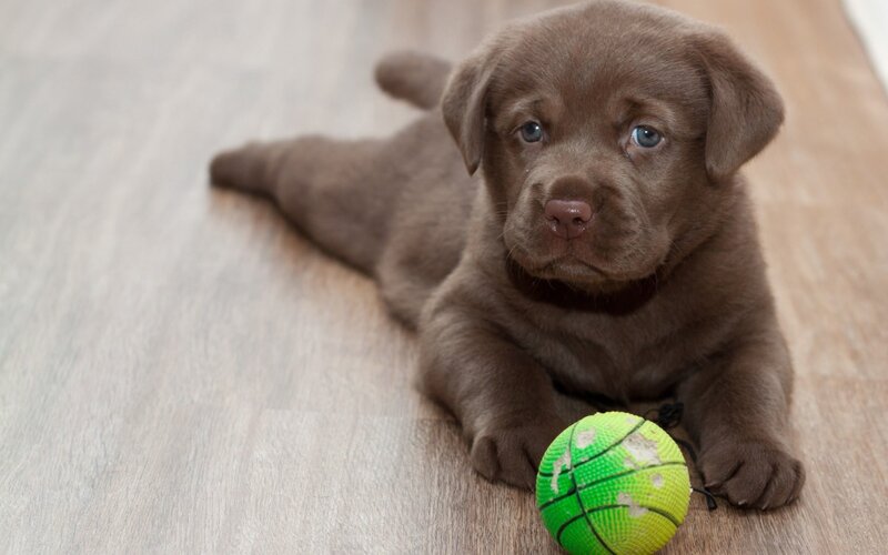 Chocolate Lab Puppy — Brown, Calm, Photograph, Ball