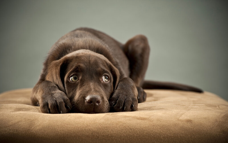 Chocolate Lab Puppy — Brown, Calm, Photograph, Bed