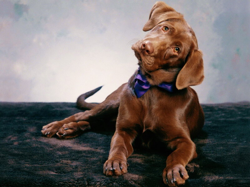 Chocolate Lab Puppy — Brown, Calm, Photograph, Bow Tie
