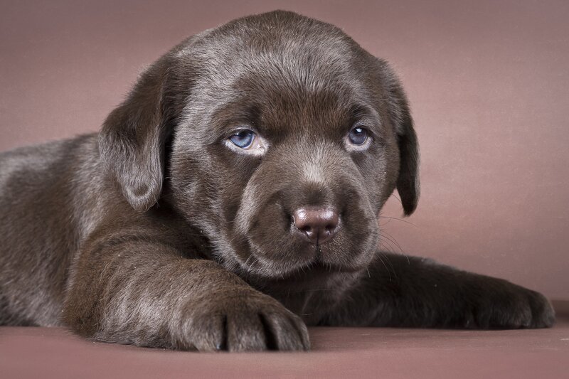 Chocolate Lab Puppy — Brown, Calm, Photograph, Floor