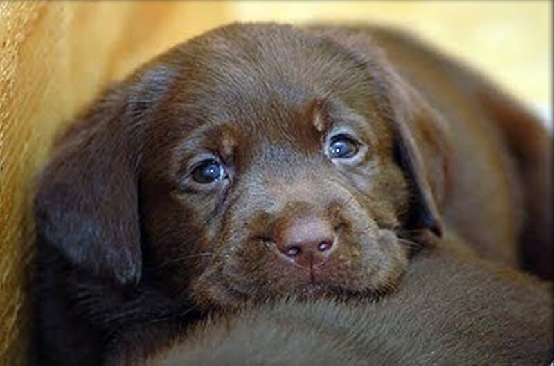 Chocolate Lab Puppy — Brown, Calm, Photograph, Fur