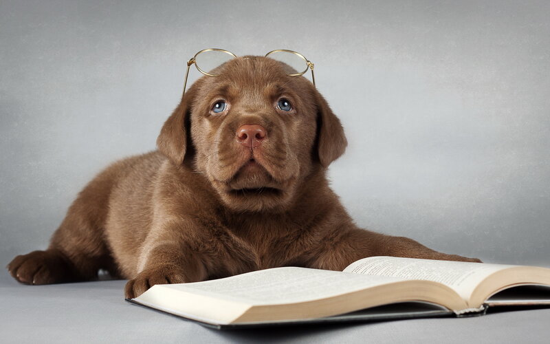 Chocolate Lab Puppy — Brown, Calm, Photograph, Glasses