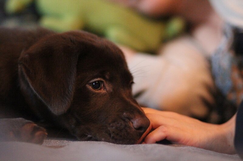 Chocolate Lab Puppy — Brown, Calm, Photograph, Hand