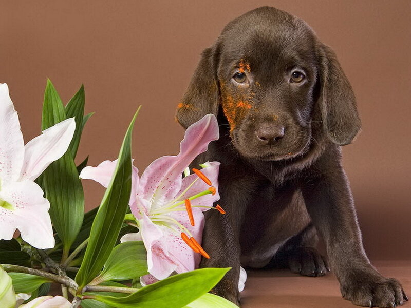 Chocolate Lab Puppy — Brown, Calm, Photograph, Lilies, Flowers