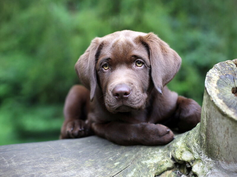 Chocolate Lab Puppy — Brown, Calm, Photograph, Log, Forest