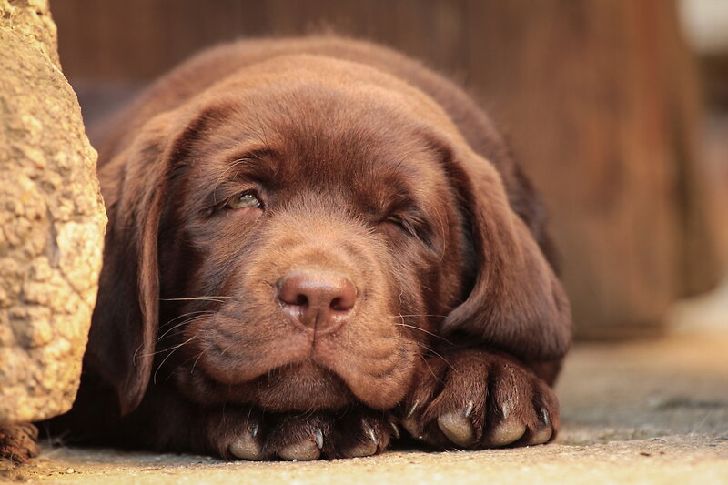 Chocolate Lab Puppy — Brown, Calm, Photograph, Log, Ground
