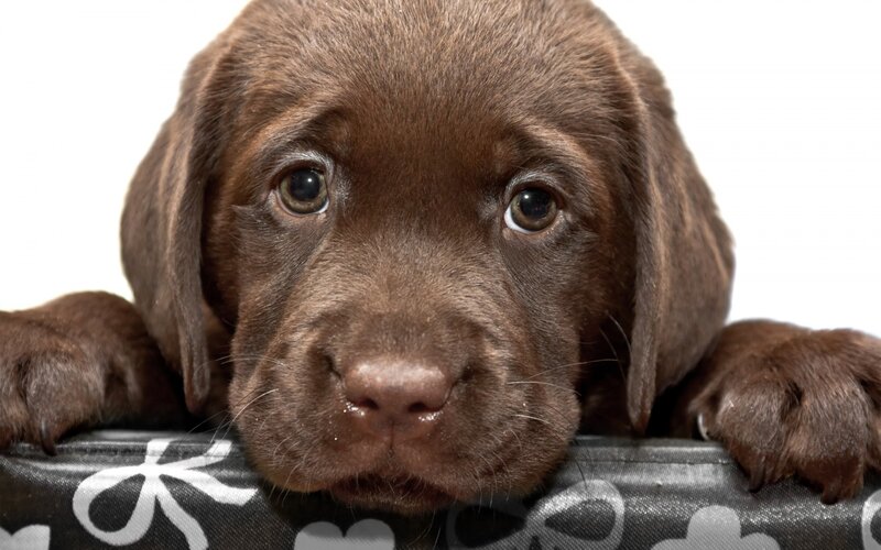Chocolate Lab Puppy — Brown, Calm, Photograph, Paws, Bed
