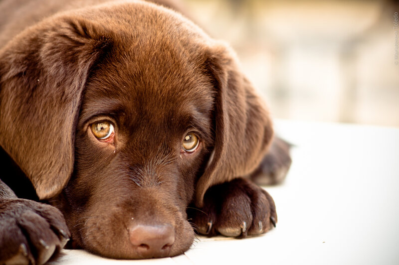 Chocolate Lab Puppy — Brown, Calm, Photograph, Paws
