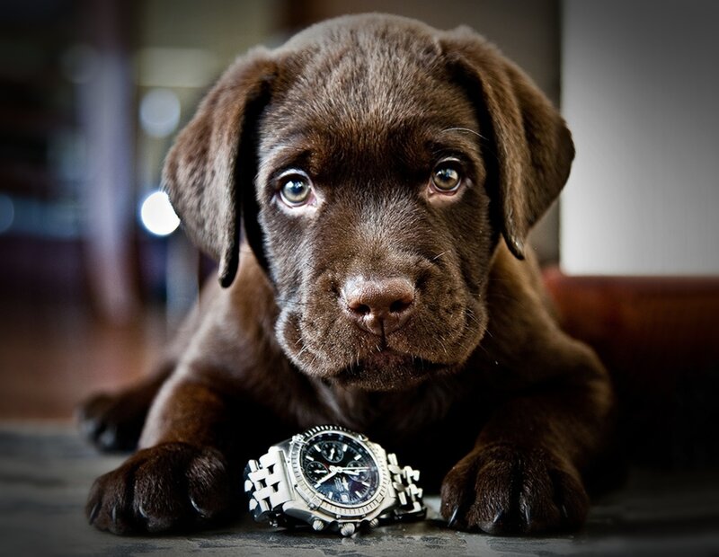 Chocolate Lab Puppy — Brown, Calm, Photograph, Watch