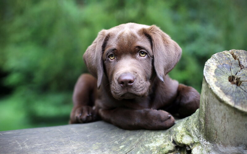 Chocolate Lab Puppy — Brown, Calm, Photograph, Wooden Log