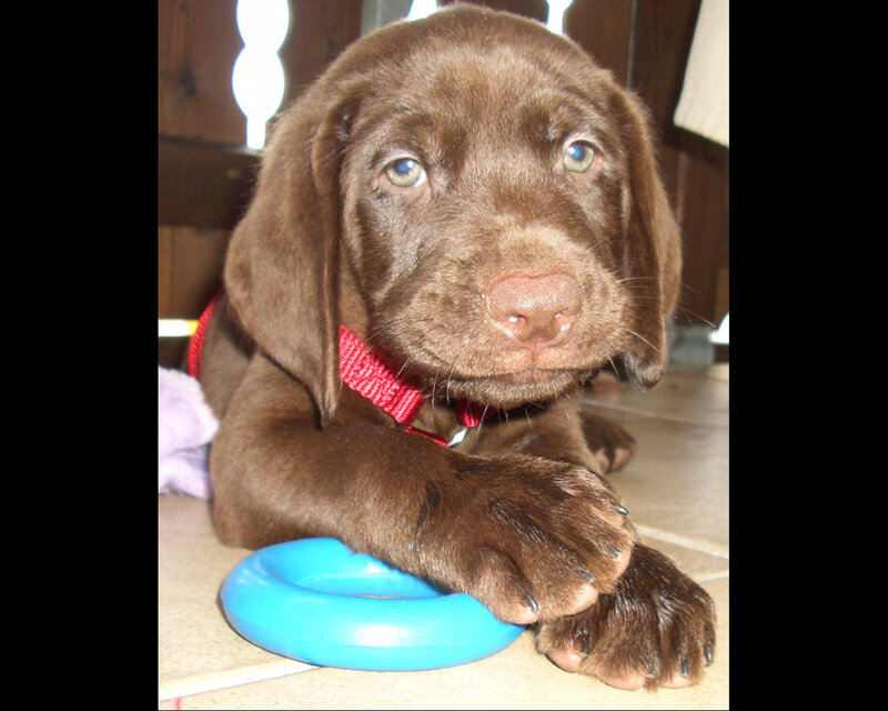 Chocolate Lab Puppy — Brown, Calm