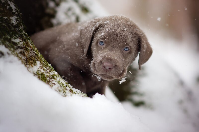 Chocolate Lab Puppy — Brown, Calm, Winter