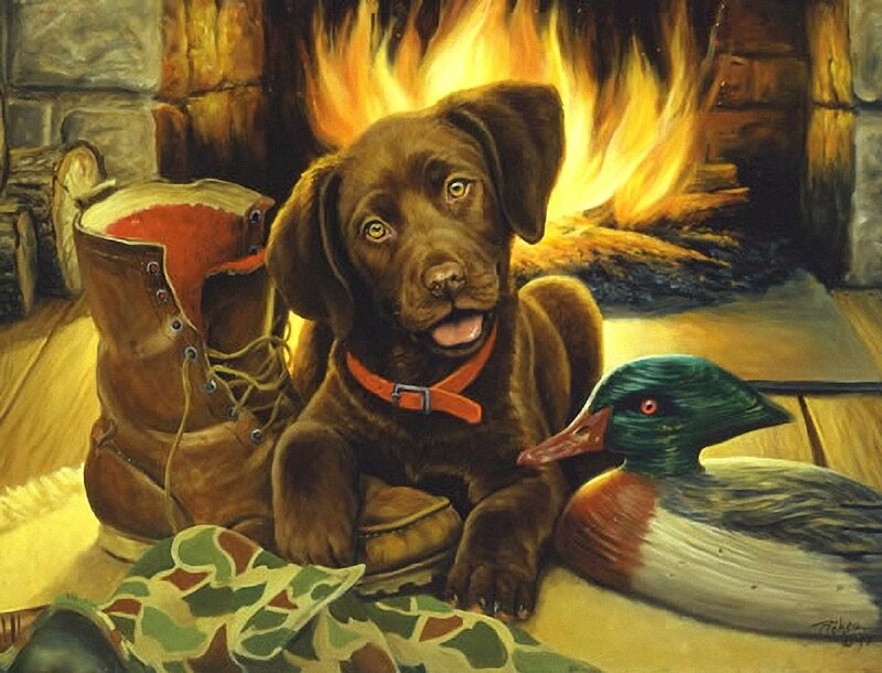 Chocolate Lab Puppy — Brown, Cozy