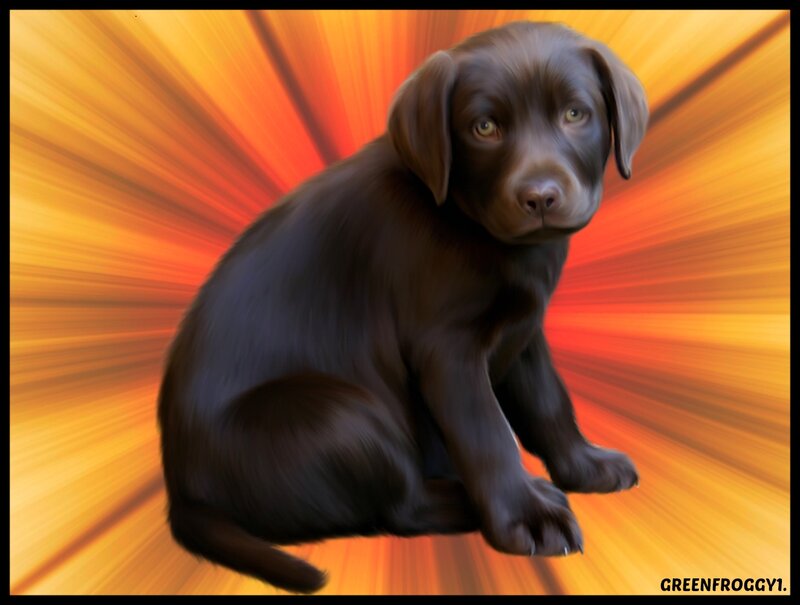 Chocolate Lab Puppy — Brown, Dramatic