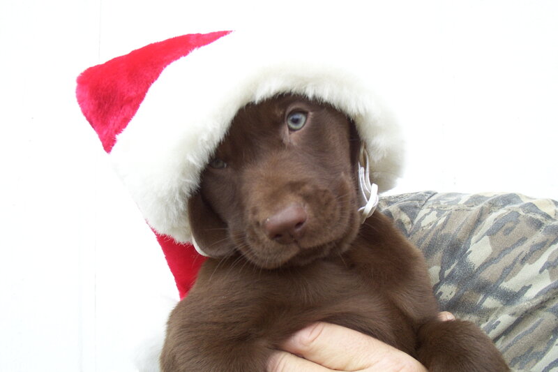 Chocolate Lab Puppy — Brown, Festive