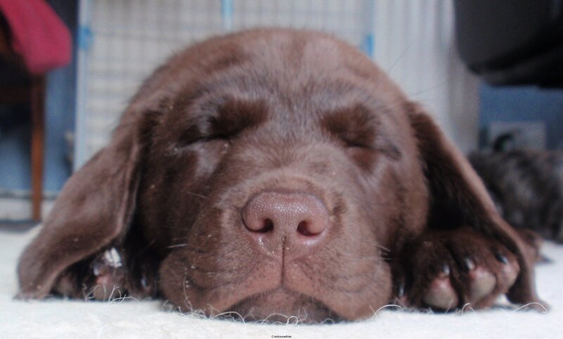 Chocolate Lab Puppy — Brown, Peaceful