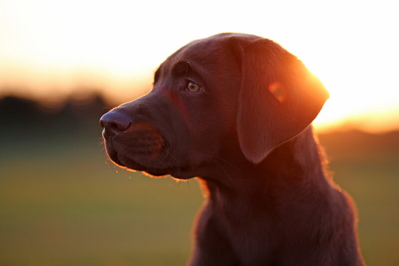 Chocolate Lab Puppy — Brown, Serene