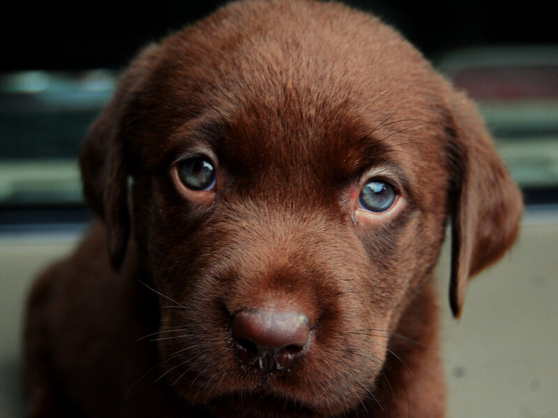 Chocolate Lab Puppy — Brown