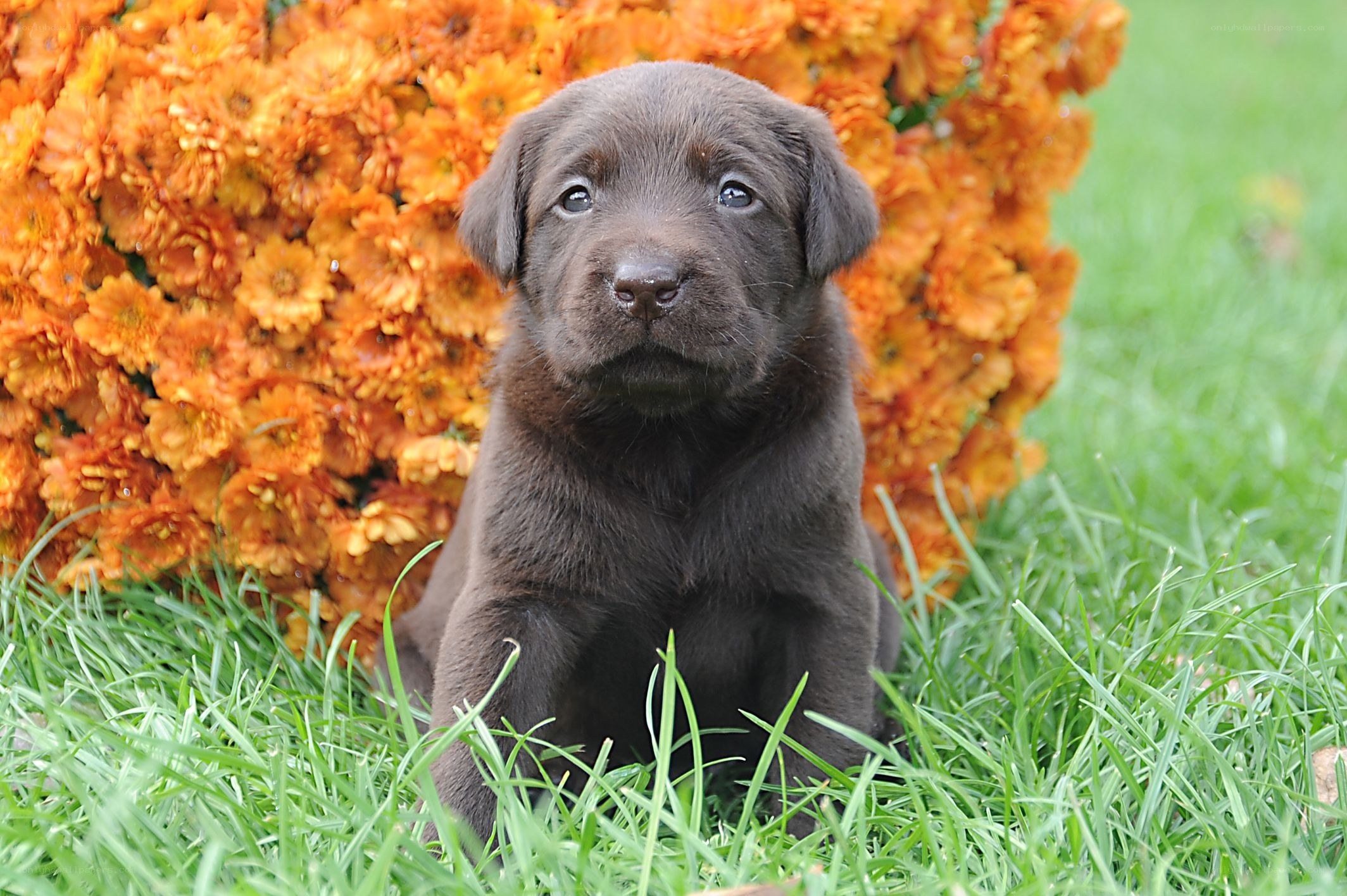 Chocolate lab puppy in flowers