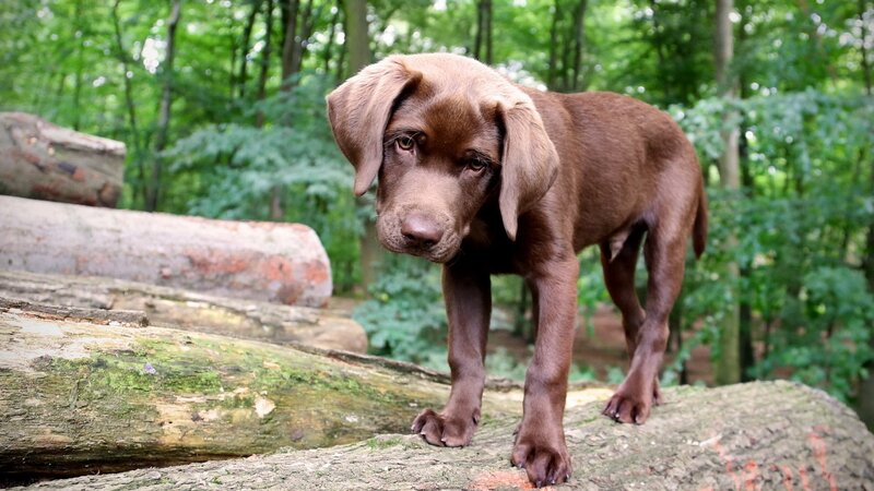 chocolate lab puppy in forest
