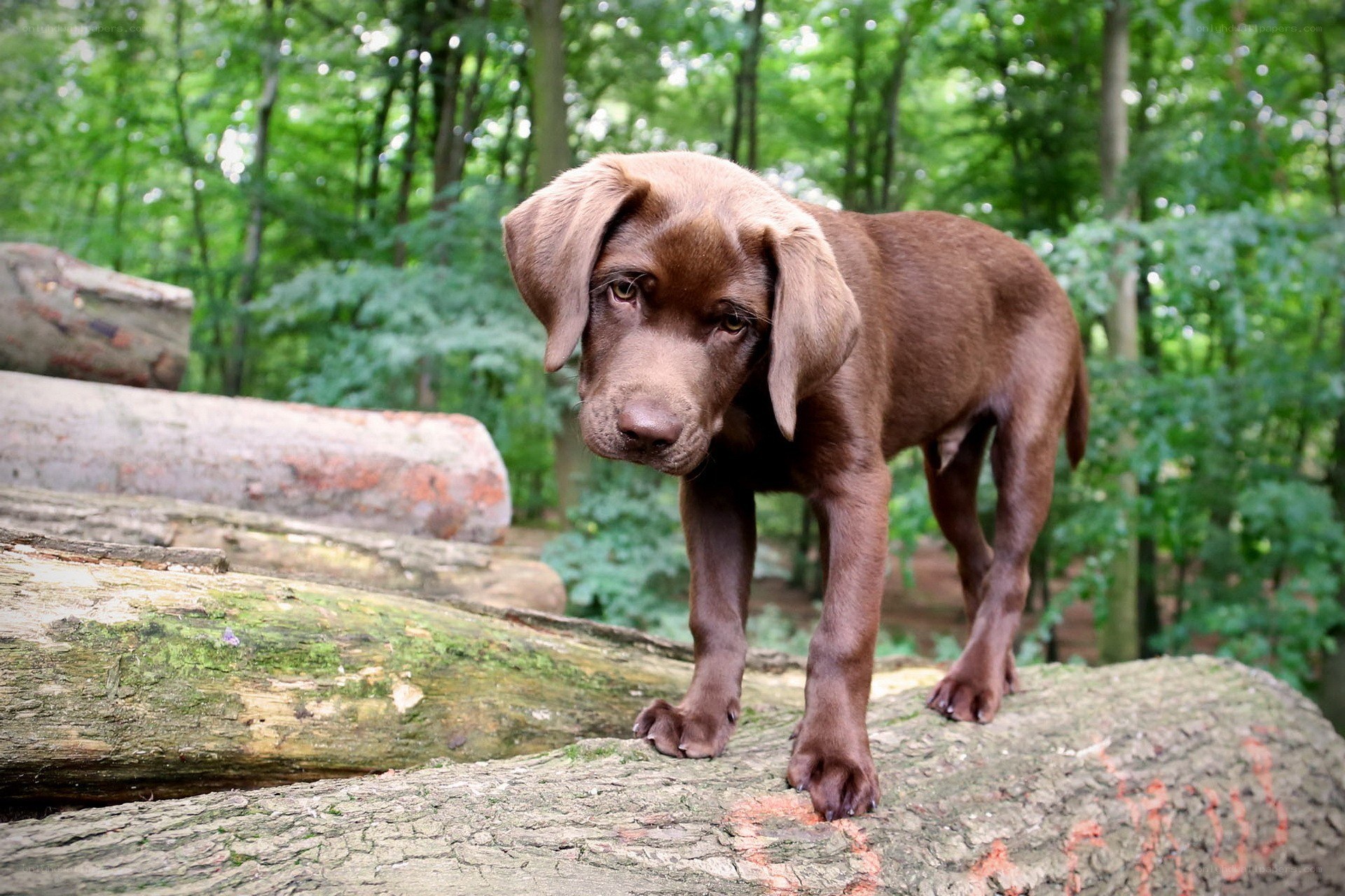 chocolate lab puppy in forest