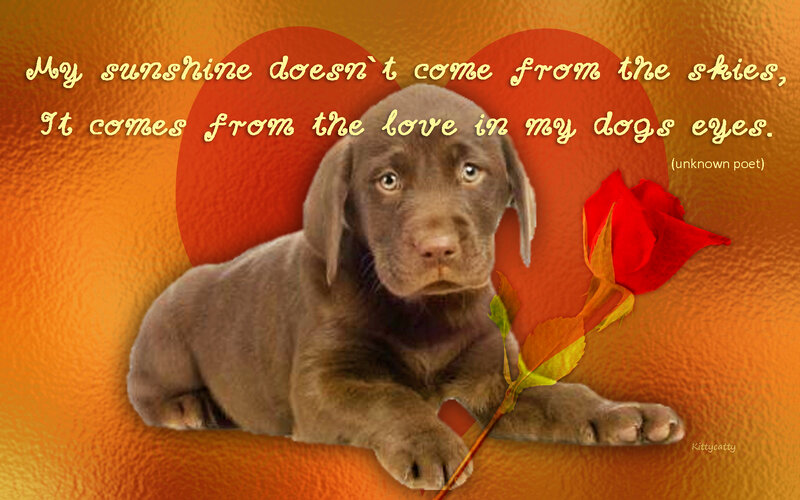 Chocolate Lab Puppy — Orange