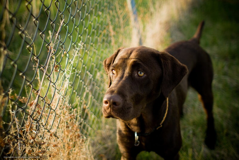 Chocolate Labrador by a fence