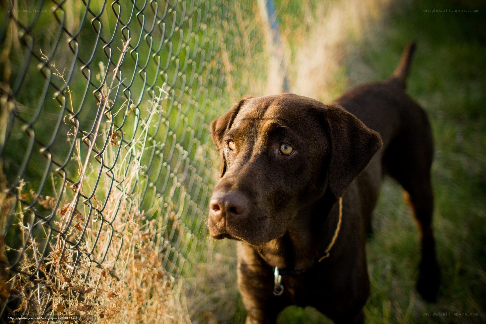 Chocolate Labrador by a fence