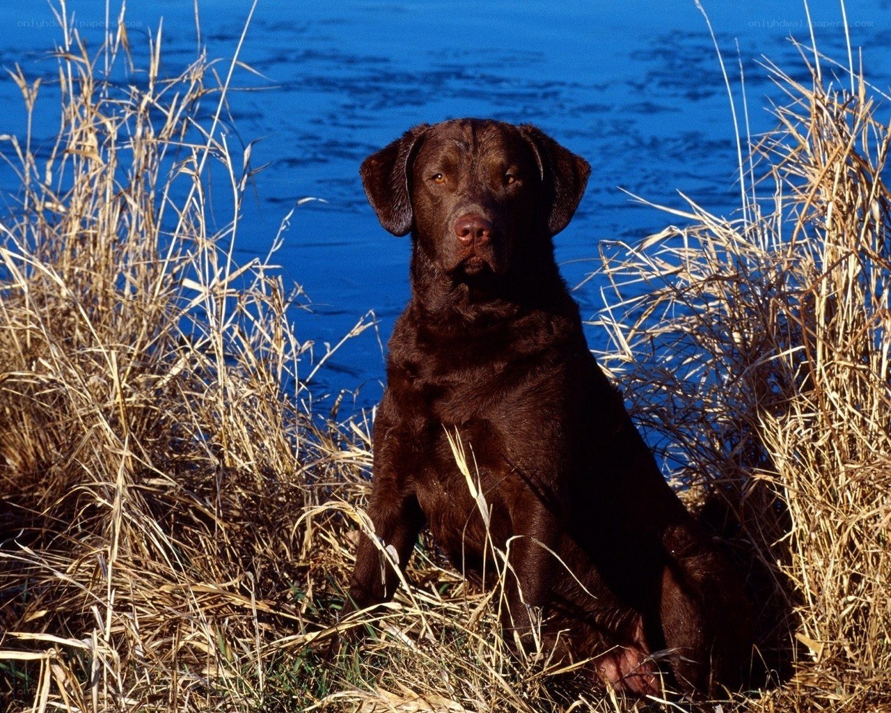Chocolate Labrador by the water