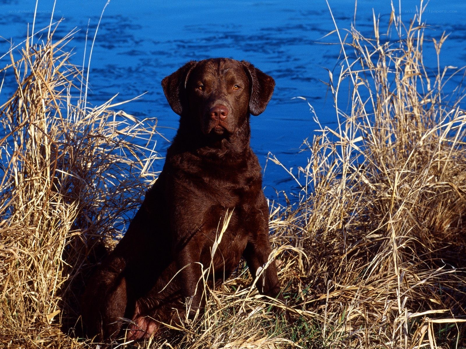 Chocolate Labrador by the water