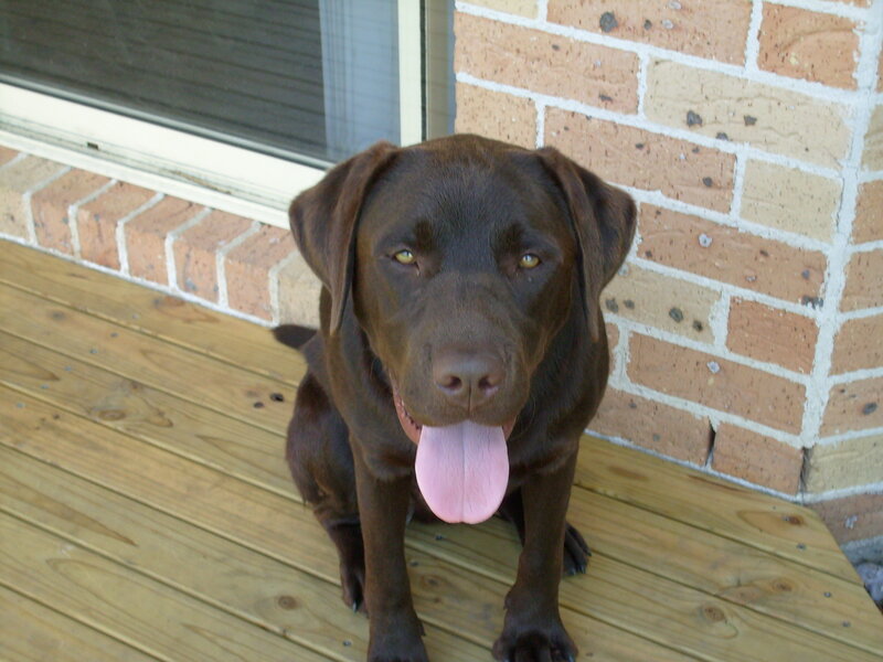 Chocolate Labrador Dog