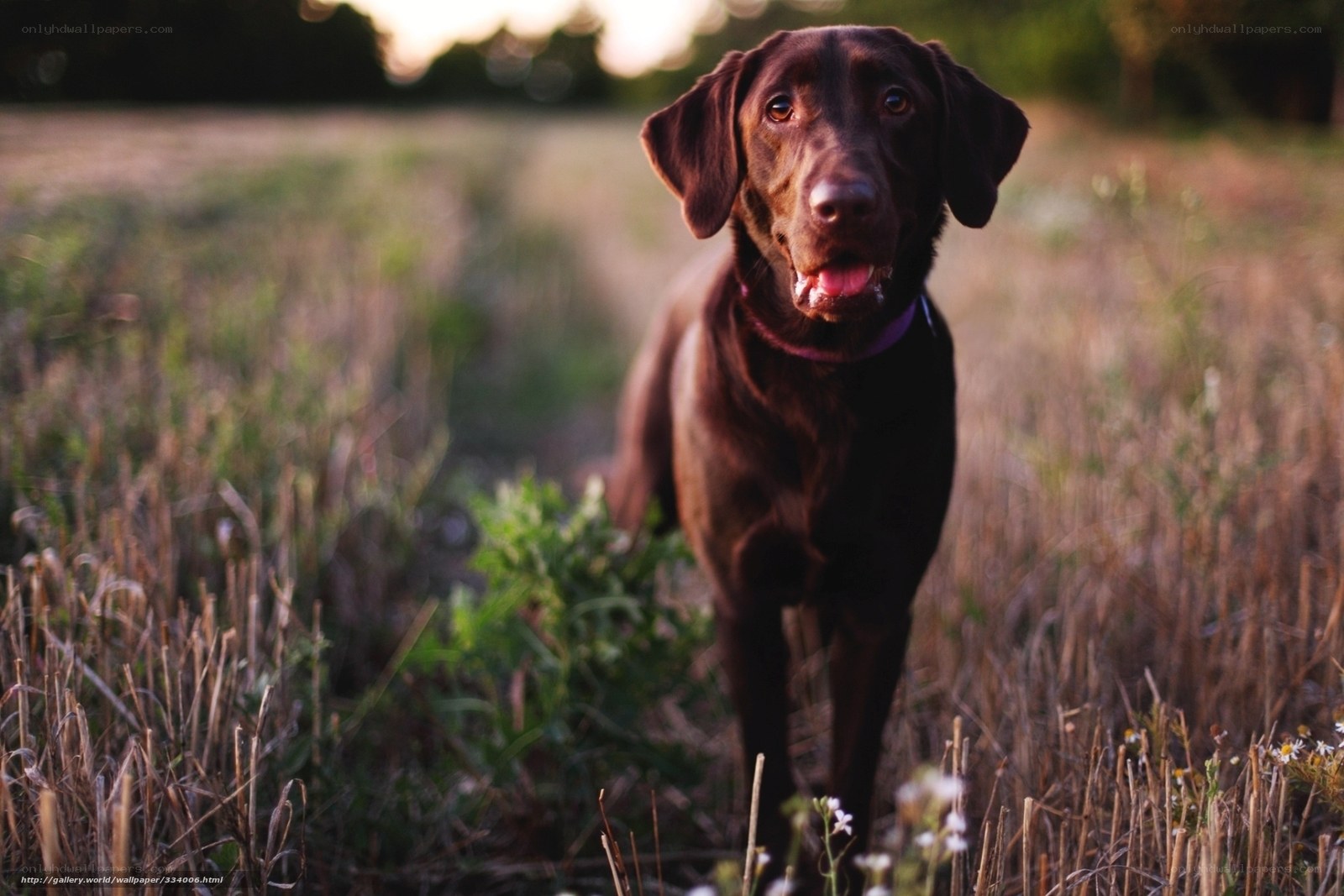 Chocolate Labrador in a field